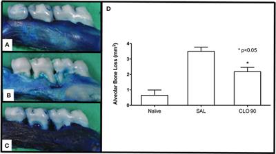 The Effect of Calendula officinalis on Oxidative Stress and Bone Loss in Experimental Periodontitis